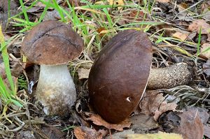 Klikni pro velký obrázek