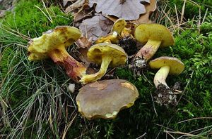 Klikni pro velký obrázek