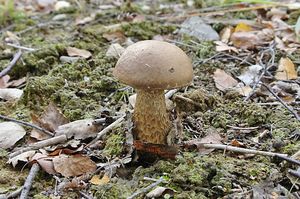 Klikni pro velký obrázek