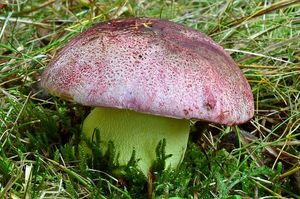 Hřib královský - Butyriboletus regius  (Krombh.) D. Arora & J.L. Frank 2014