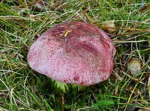 Hřib královský - Butyriboletus regius  (Krombh.) D. Arora & J.L. Frank 2014