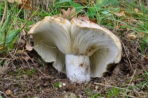 Holubinka akvamarínová - Russula chloroides (Krombh.) Bres. 1900