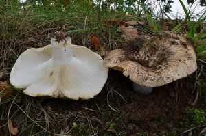 Holubinka akvamarínová - Russula chloroides (Krombh.) Bres. 1900