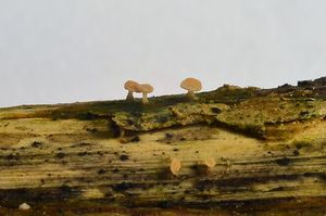 Klikni pro velký obrázek