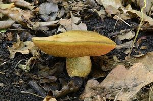 Hřib kovář - odbarvený - Boletus luridiformis var. discolor (Quél.) Kr