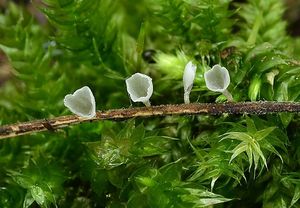 Číšoveček kápovitý - Calyptella capula (Holmsk.) Quél.