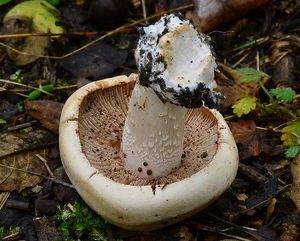 Slzivka zavalitá  - Hebeloma colossus  Huijsman