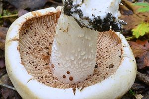 Slzivka zavalitá  - Hebeloma colossus  Huijsman