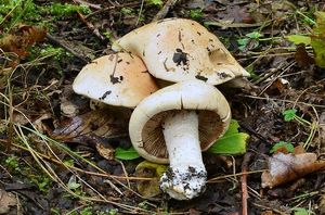 Slzivka zavalitá  - Hebeloma colossus  Huijsman