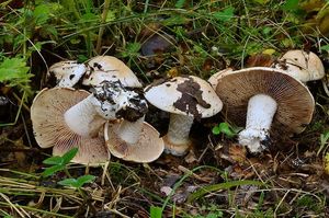 Slzivka zavalitá  - Hebeloma colossus  Huijsman