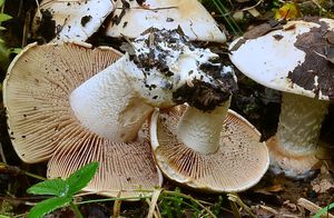 Slzivka zavalitá  - Hebeloma colossus  Huijsman