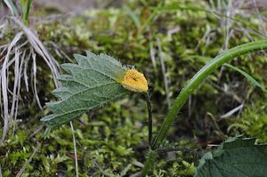 Rez kopřivová - Puccinia urticata F. Kern 1917