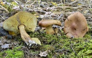 Čirůvka sálající - Tricholoma aestuans (Fr.) Gillet 1874