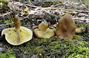 Čirůvka sálající - Tricholoma aestuans (Fr.) Gillet