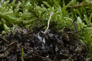 Paecilomyces farinosus - Isaria farinosa (Holmsk.) Fr. 1832