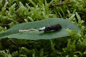 Paecilomyces farinosus - Isaria farinosa (Holmsk.) Fr. 1832