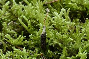 Paecilomyces farinosus - Isaria farinosa (Holmsk.) Fr. 1832