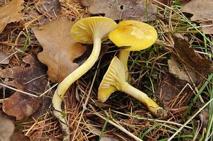 Klikni pro velký obrázek