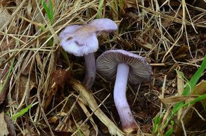 Vláknice zemní fialová - Inocybe geophylla var.lilacina (Peck) Gillet