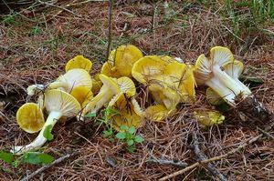 Klikni pro velký obrázek