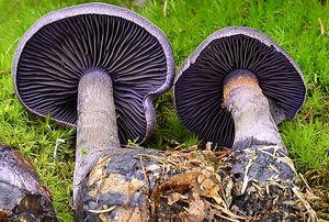 Pavučinec fialový - Cortnarius (Cortinarius) violaceus (L.) Gray