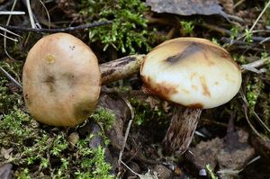 Slizák skvrnitý - Gomphidius maculatus (Scop.) Fr.