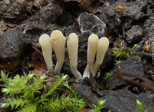 Kyjanka tenkonohá - Clavaria tenuipes Berk. & Broome