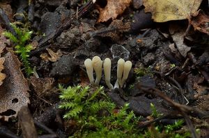 Kyjanka tenkonohá - Clavaria tenuipes Berk. & Broome