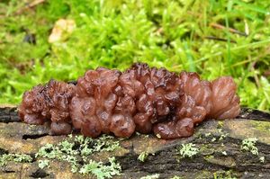 Klikni pro velký obrázek