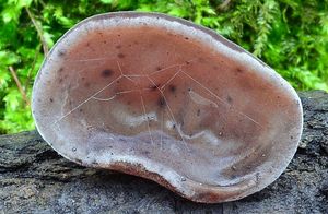 Klikni pro velký obrázek