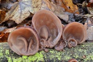 Klikni pro velký obrázek