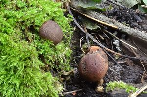 Pestřec žlutavý - Scleroderma cepa Pers.