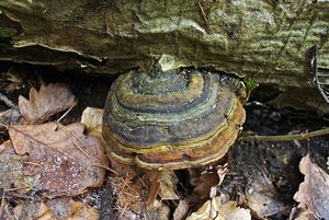 Klikni pro velký obrázek