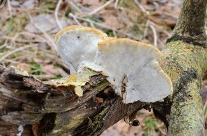 Outkovka vonná - Trametes suaveolens (L.) FR.