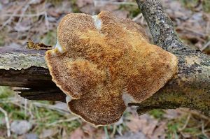 Outkovka vonná - Trametes suaveolens (L.) FR.