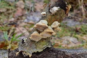 Outkovka vonná - Trametes suaveolens (L.) FR.