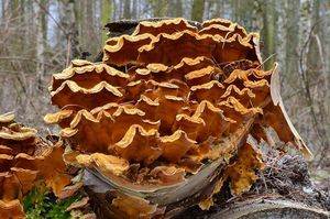 Pevník chlupatý - Stereum hirsutum (Willd.) Pers. 1800