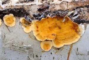 Pevník chlupatý - Stereum hirsutum (Willd.) Pers. 1800