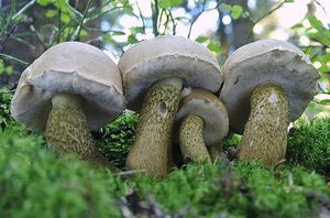 Hřib žlučník - Tylopilus felleus  (Bull.) P. Karst. 1881