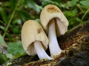 Hnojník paprskový - Coprinellus radians (Desm.) Vilgalys, Hopple & Jacq. Johnson 2001