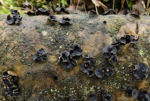 Kornice jasanová - Sclerencoelia fraxinicola Baral & Pärtel