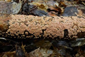 Klikni pro velký obrázek