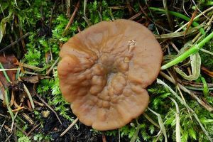 Klikni pro velký obrázek