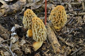 Klikni pro velký obrázek