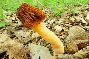 Klikni pro velký obrázek