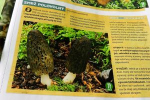 Klikni pro velký obrázek