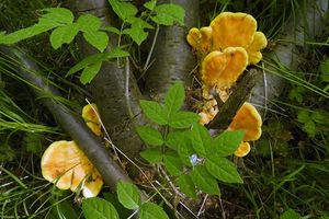 Klikni pro velký obrázek