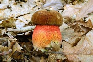 Klikni pro velký obrázek