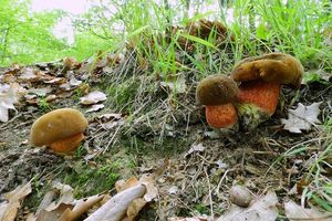 Klikni pro velký obrázek