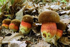 Klikni pro velký obrázek